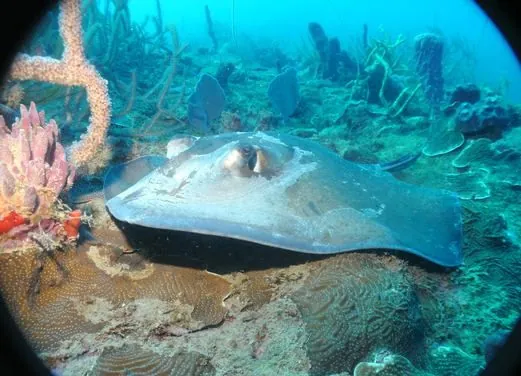 Sainte Luce Kawan Plongee