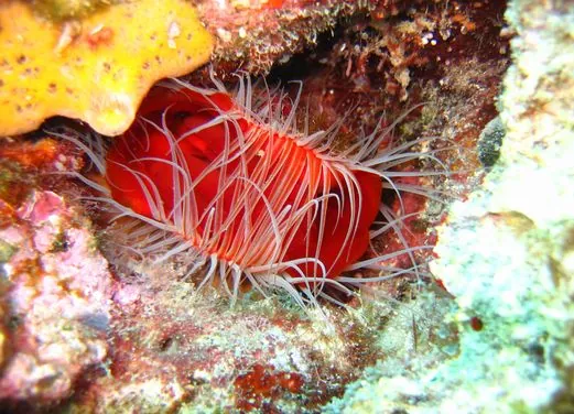 Iyanola Dive Ventures