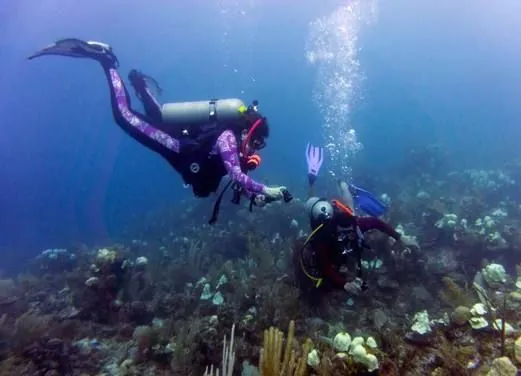 Pacific Paradise Divers