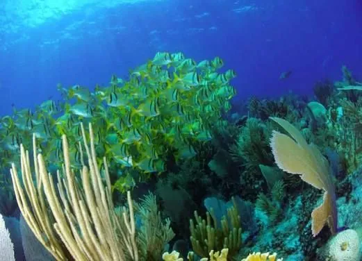 Ambergris Divers