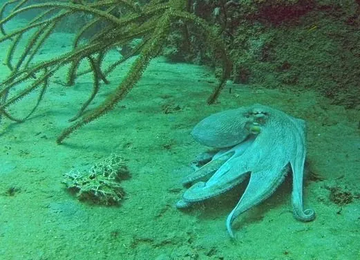 Undersea Tobago Ltd