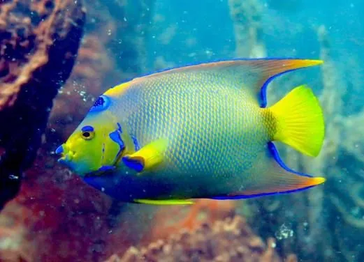 Paraiso Dive Cartagena