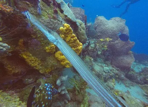 Scuba Steve's Diving