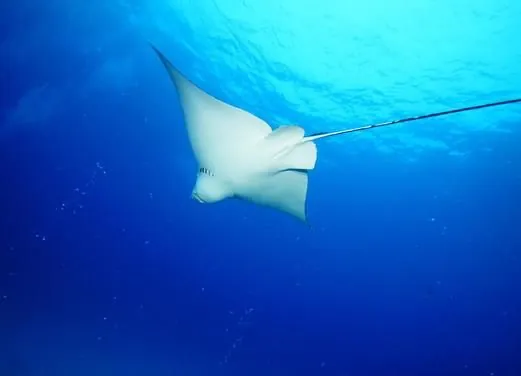 Scuba Total Cancun