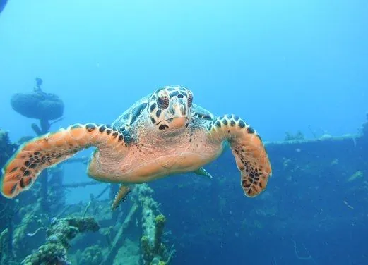 Tropicalsub Diving