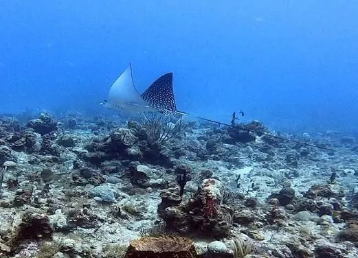 Aqua Marine Dive Shop