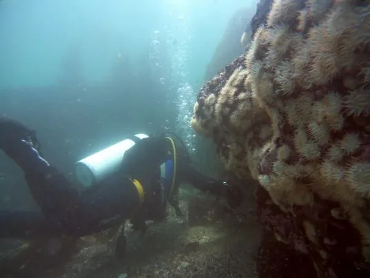 Naylamp Diving