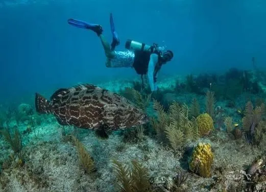 Eco Dive Barbados