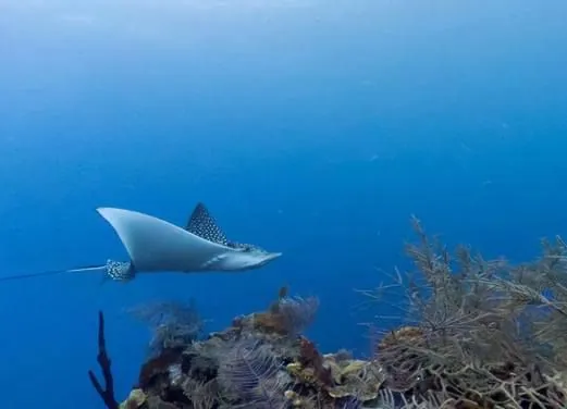 Aquarius Dive Club