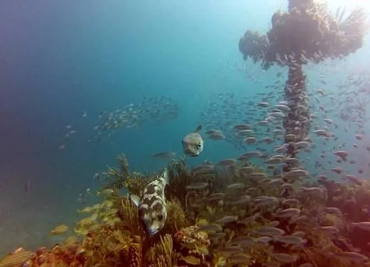 Serenity Dive