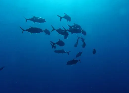 St. Barth Plongee - Birdy Dive Center