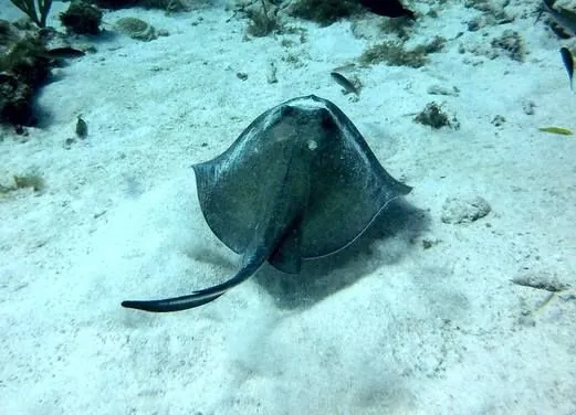 Antigua Scuba School