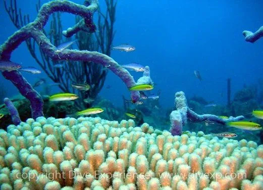 Dive Experience