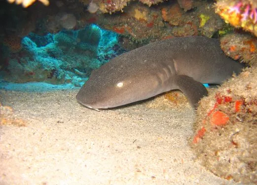 Iyanola Dive Ventures