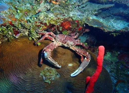 Pacific Paradise Divers