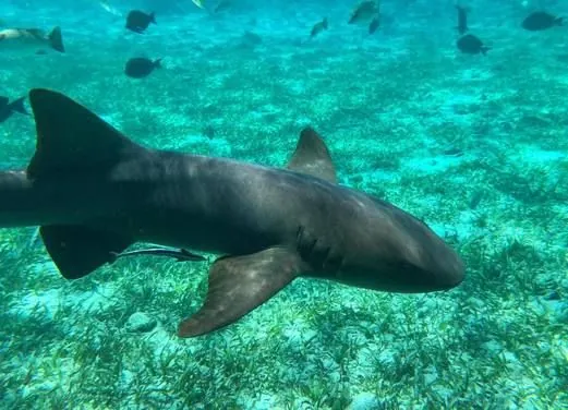 Ambergris Divers