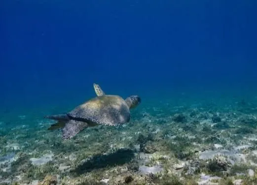 Pacific Coast Dive Center