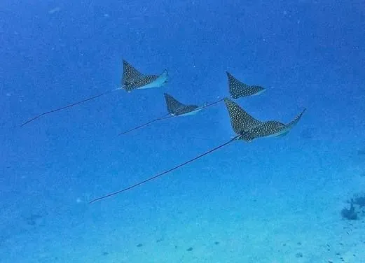 West Side Scuba Centre