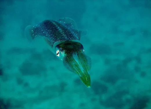 Eden Rock Dive Center