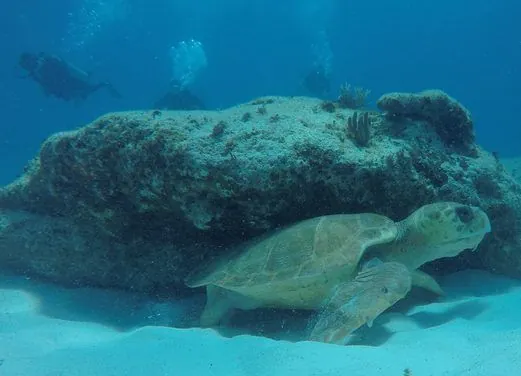 Mexico Divers