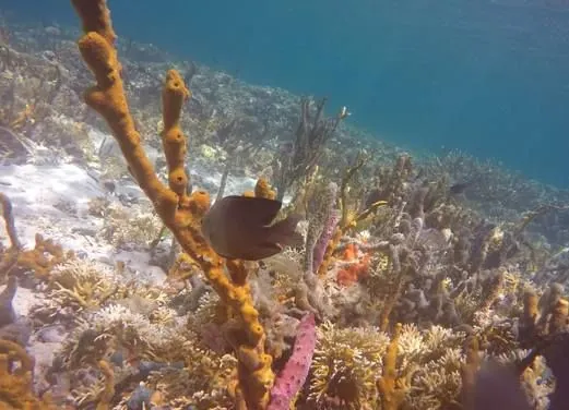 Scuba 6 Eco Diving