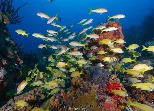 Sail Caribbean Divers