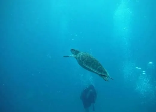 Admiralty Dive Center