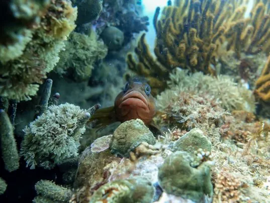 Chelonia Dive Center