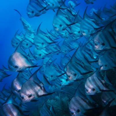 Atlántis Varadero Scuba Diving Center