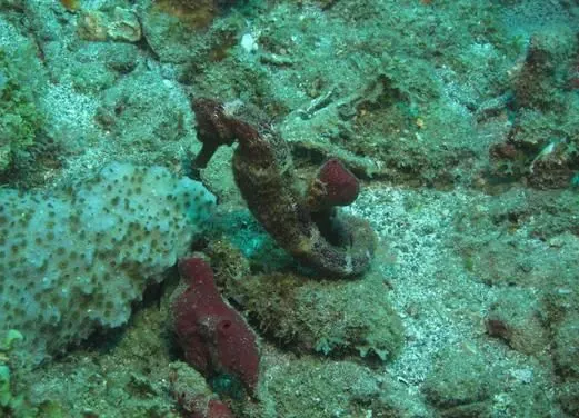 Serenity Dive