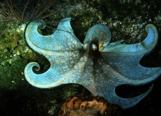 Scuba Total Cancun
