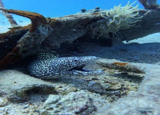 Serial Divers