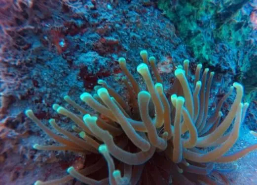 Montserrat Island Dive Centre