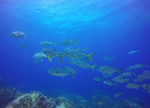 Corn Island Dive Center