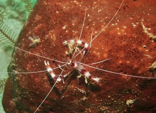 Jamaica Suba Divers LTD