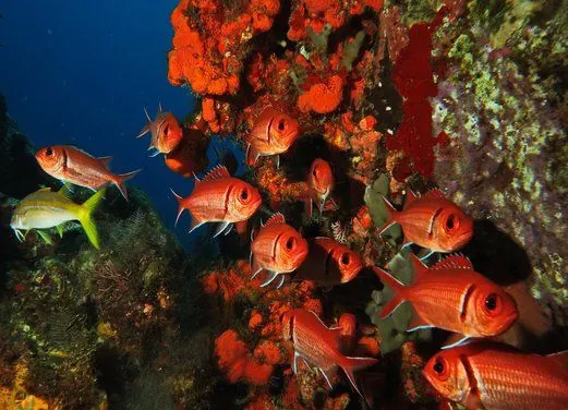 Espace Plongee Martinique