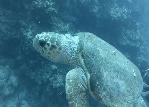 Pacific Paradise Divers