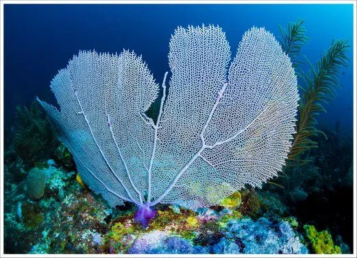 Ambergris Divers