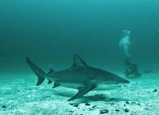Pacific Coast Dive Center