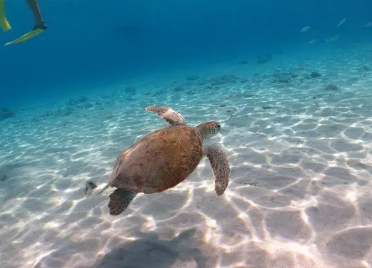 Caribbean Sea Sports