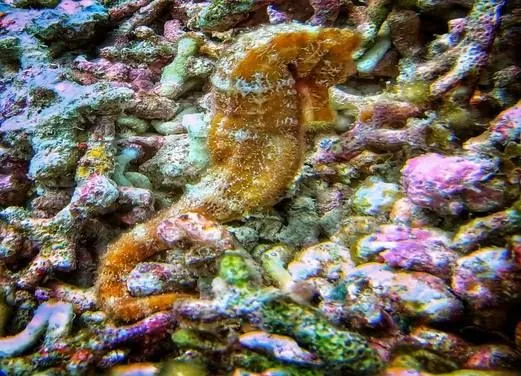 West Side Scuba Centre