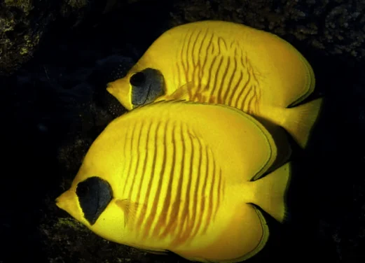 Aquarius Dive Club