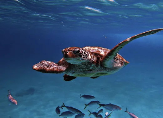 Barbados Blue Water Sports