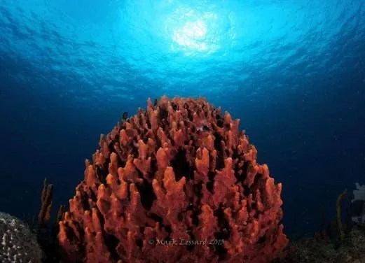Scuba Safaris