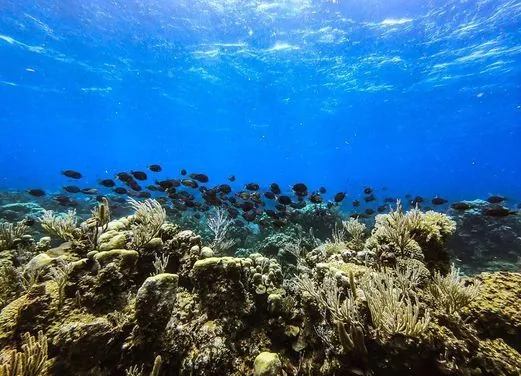 Marina Blue Haiti