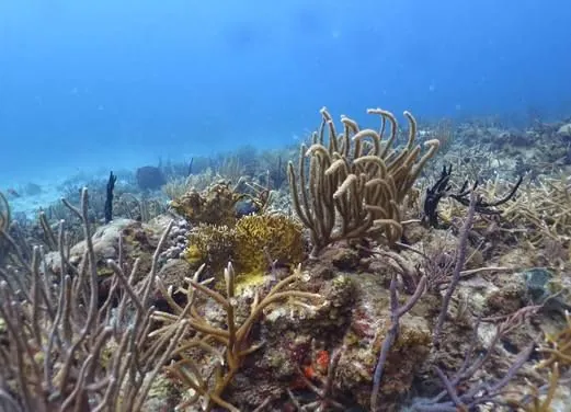 Admiralty Dive Center