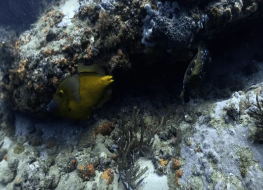 Poseidon Dive Center