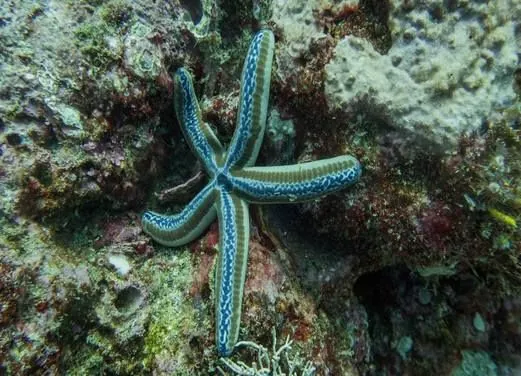 Scuba Dive Costa Rica