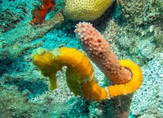 Serenity Dive