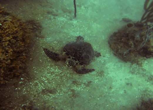 Yardie Divers